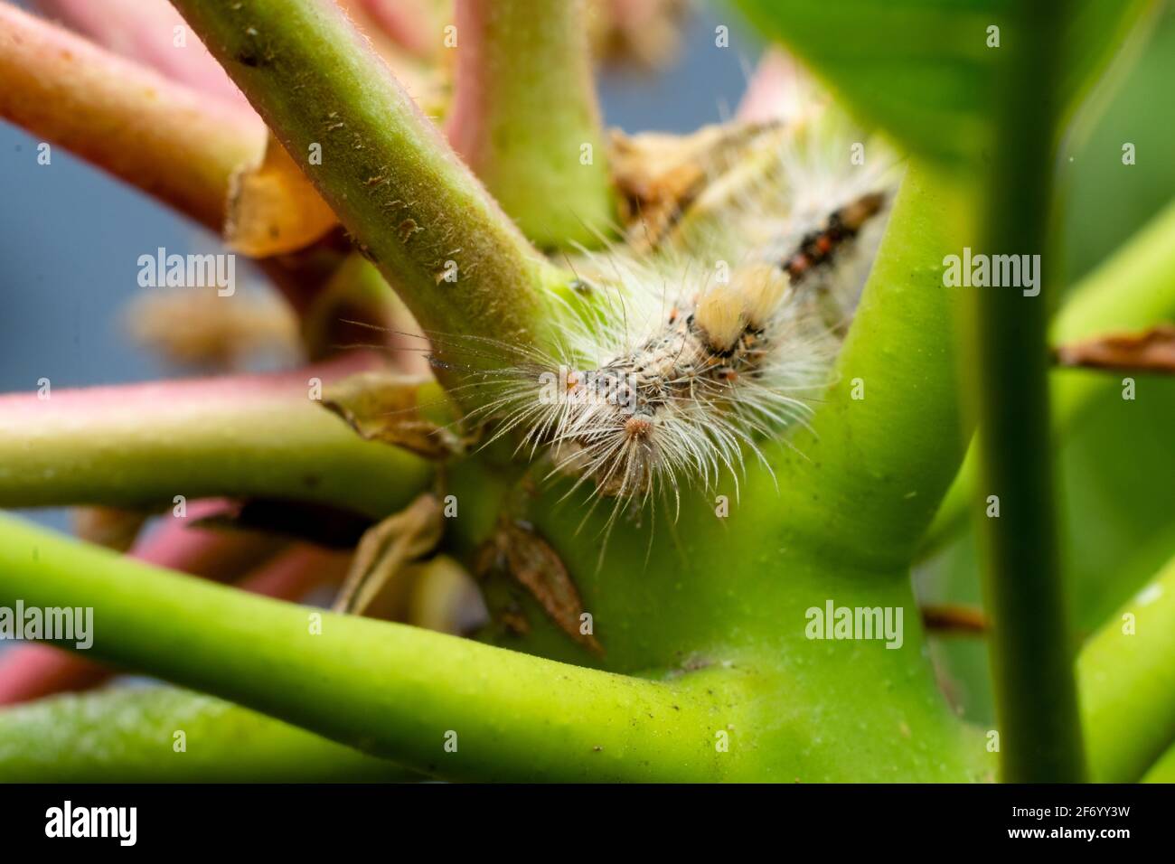 Papillon De Nuit Indien Banque D Image Et Photos Alamy