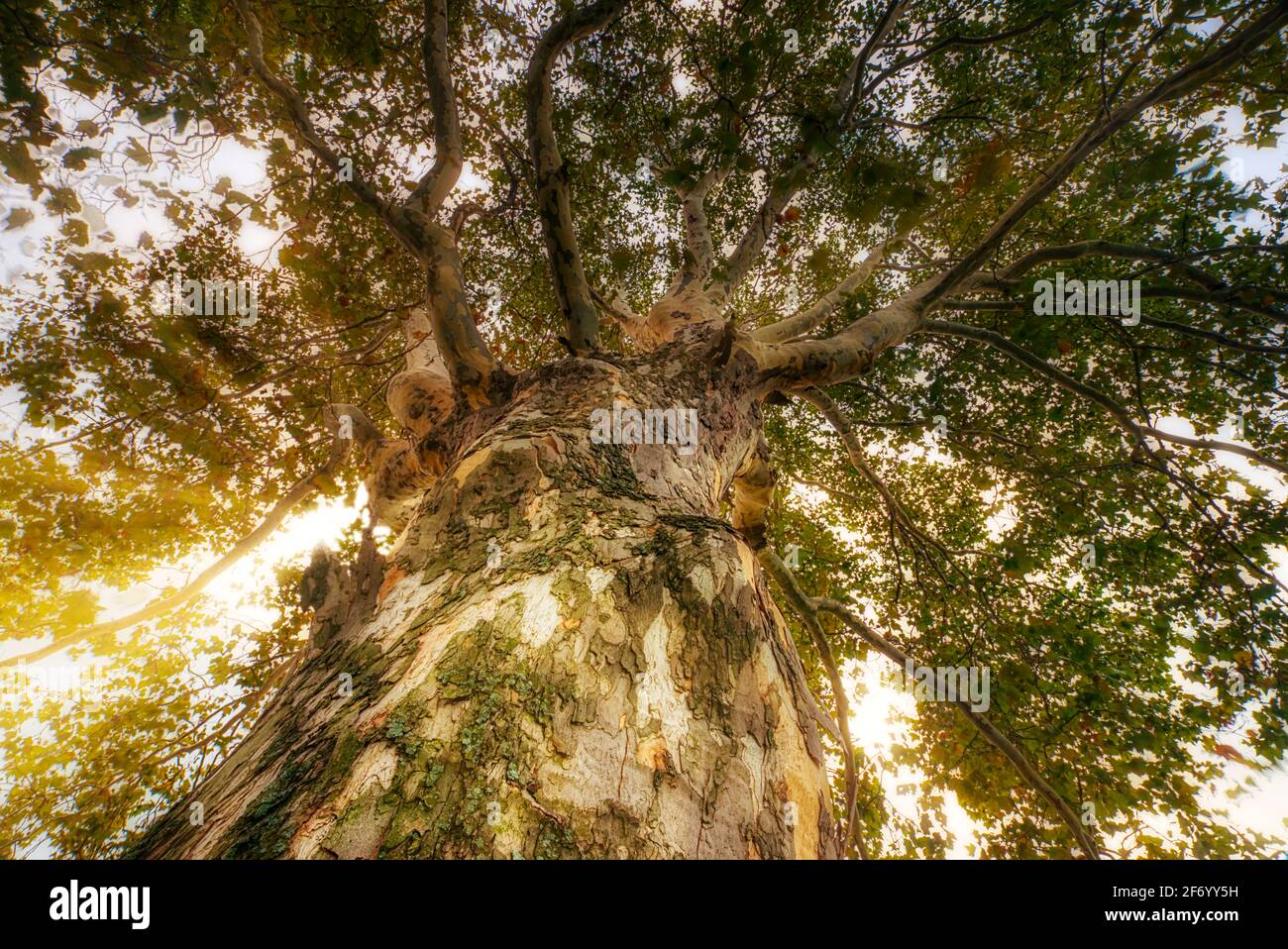 Baignade en forêt sous un arbre américain de Sycamore (Platanus occidentalis), lac Sainte-Claire Metropark, MI Banque D'Images