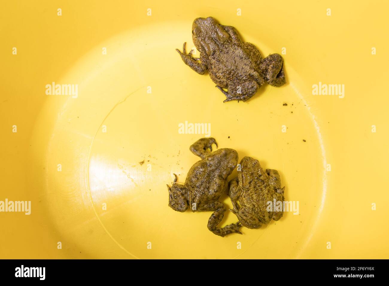 Crapauds communs (Bufo bufo) dans le seau récupéré de la route la nuit lors de la migration printanière. Sussex, Royaume-Uni. Banque D'Images