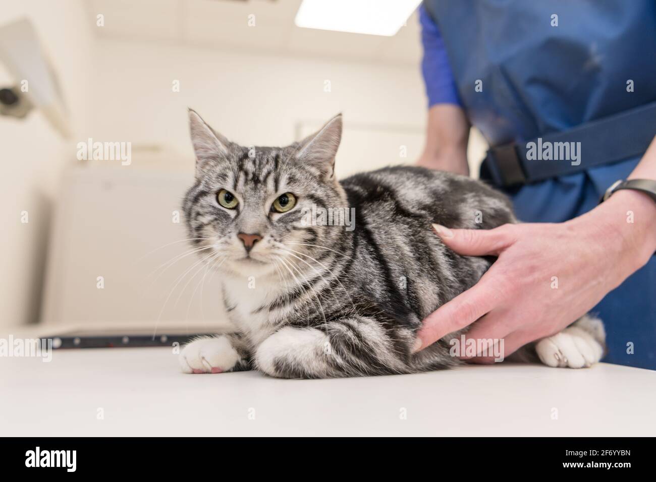 Chat dans la pratique vétérinaire. Vétérinaire est l'animal à rayons X Banque D'Images