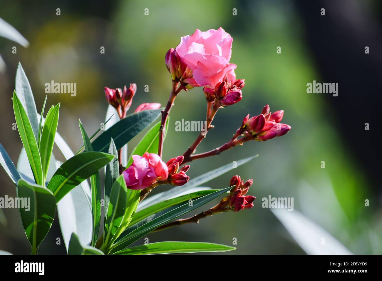 NERIUM oléander des fleurs roses également connues sous le nom d'oléander ou nerium est un arbuste cultivé dans le monde entier dans les zones tempérées et subtropicales comme un ornemental et Banque D'Images