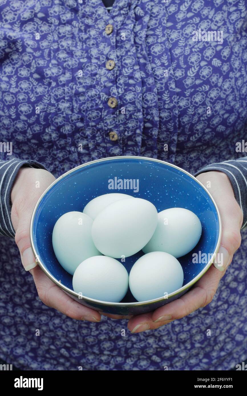 Femme tenant des œufs de poulet avec des coquilles bleu naturel dans un bol bleu. ROYAUME-UNI Banque D'Images