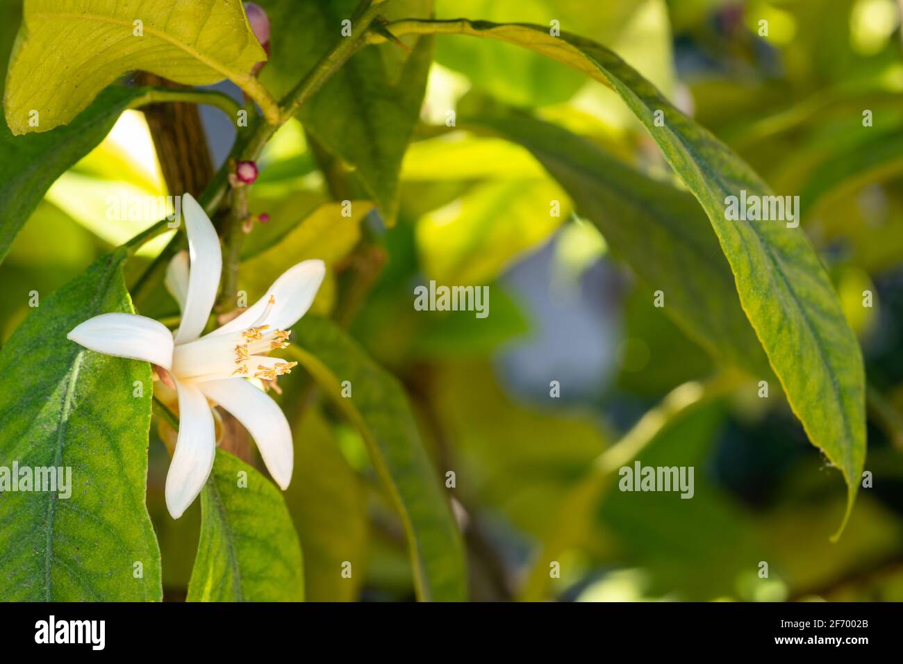 Fleurs d'oranger blanches dans un verger ensoleillé. Fleurs printanières parfumées sur un arbre orange, gros plan. Banque D'Images