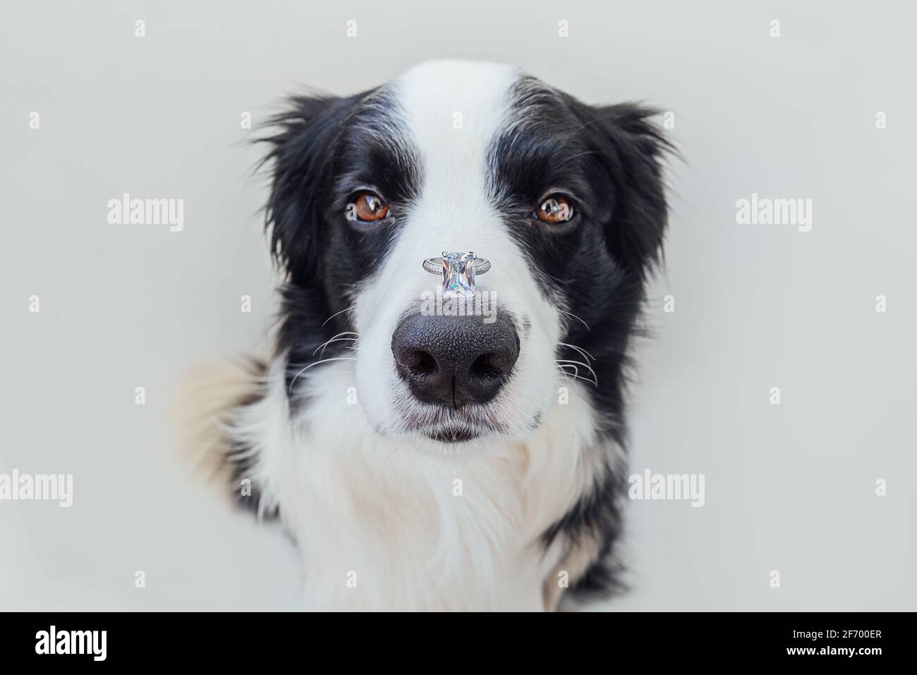 Vous me marierez. Portrait amusant de joli chien de chiot bordure collie tenant l'anneau de mariage sur le nez isolé sur fond blanc. Engagement mariage propo Banque D'Images
