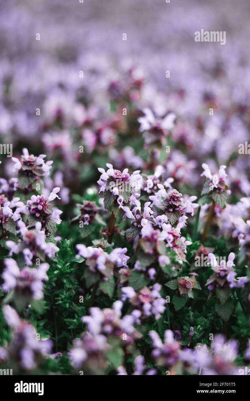 fleurs roses Banque D'Images