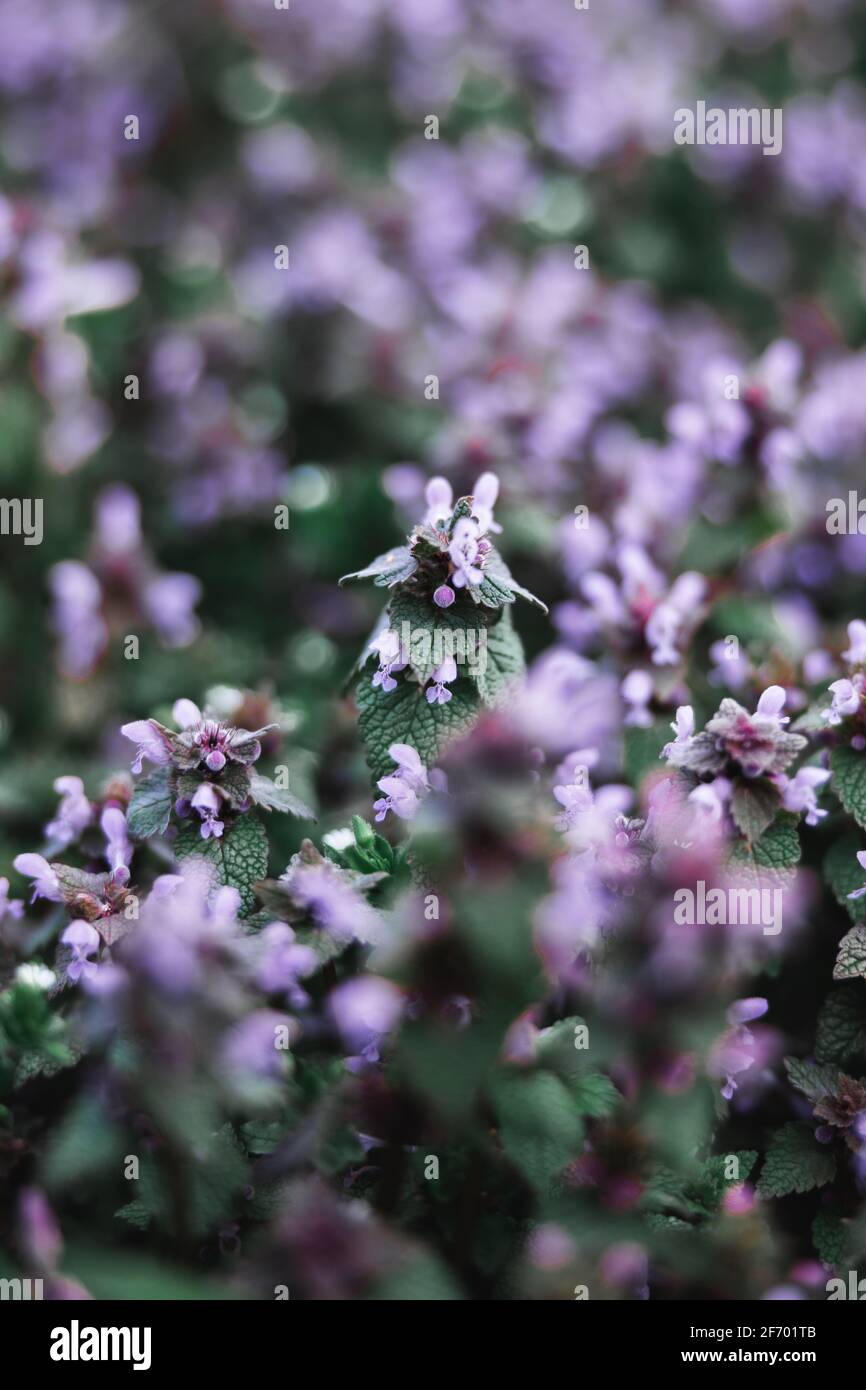 fleurs roses Banque D'Images