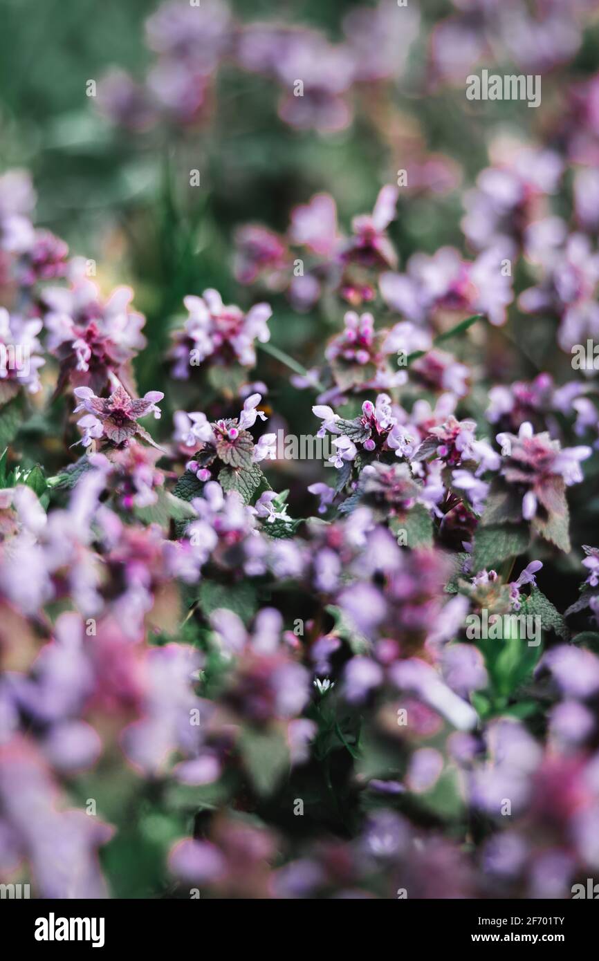 fleurs roses Banque D'Images