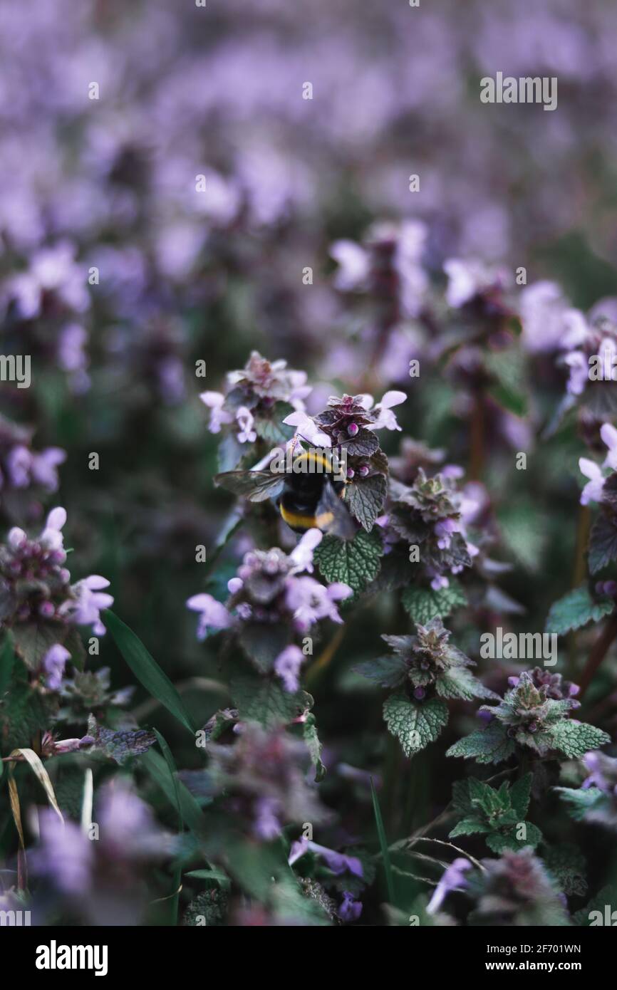 fleurs roses Banque D'Images