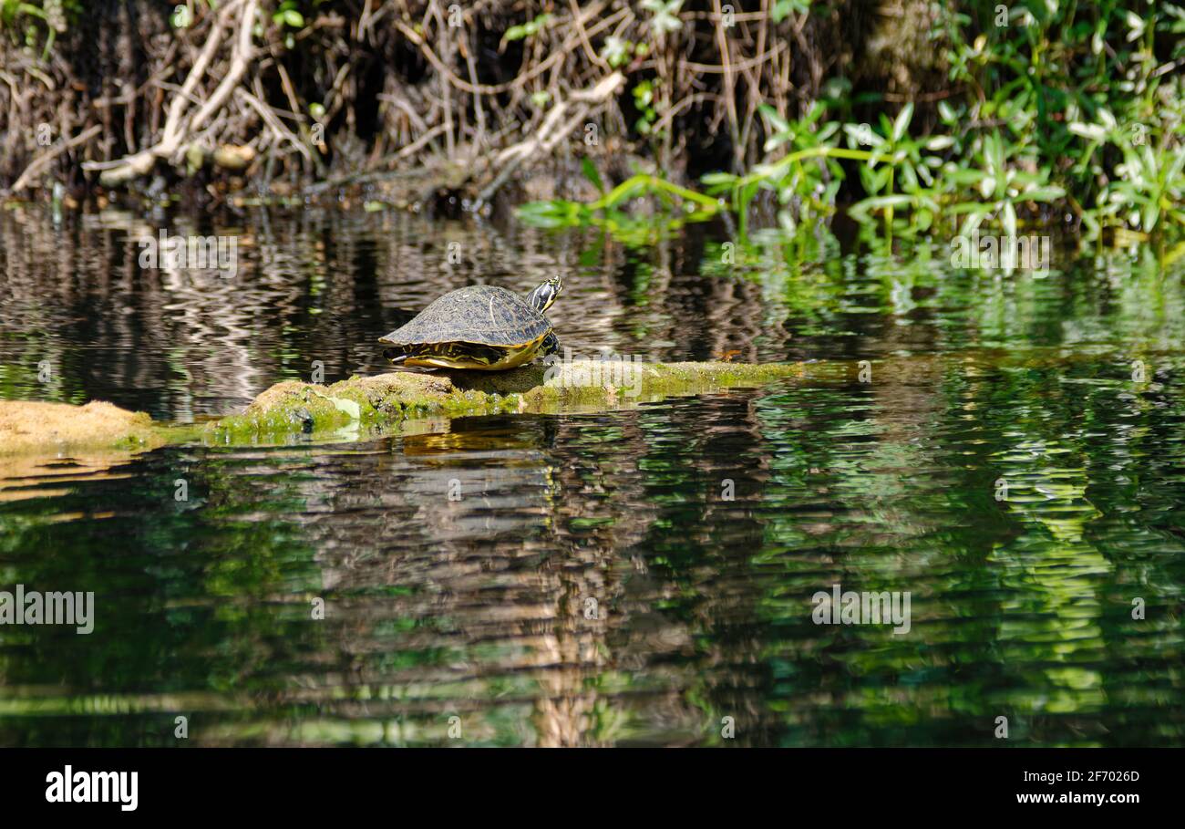 Tortue de la rivière à bord, soleil, eau, nature, animal, Faune, reptile, réflexion, Pseudemys concinna, Floride, Parc national de Hillsborough River, Banque D'Images