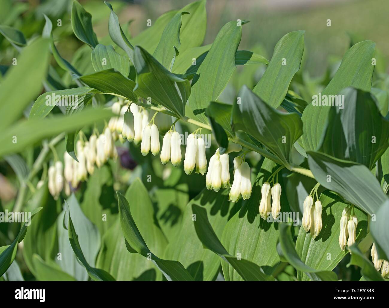 Fleur du Sceau de Salomon, polygonatum odoratum Photo Stock - Alamy