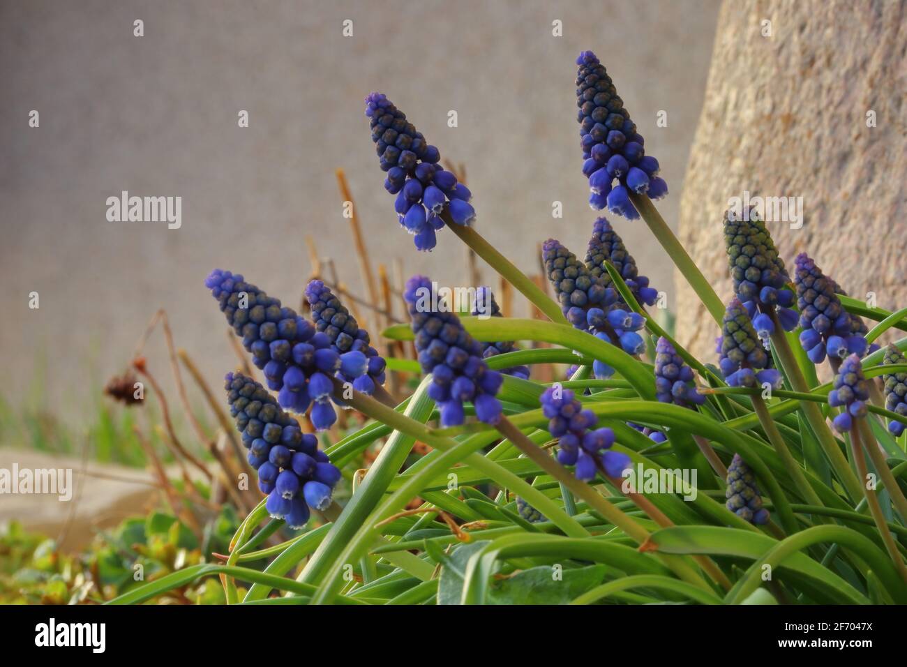 Close up of blooming muscaris Banque D'Images