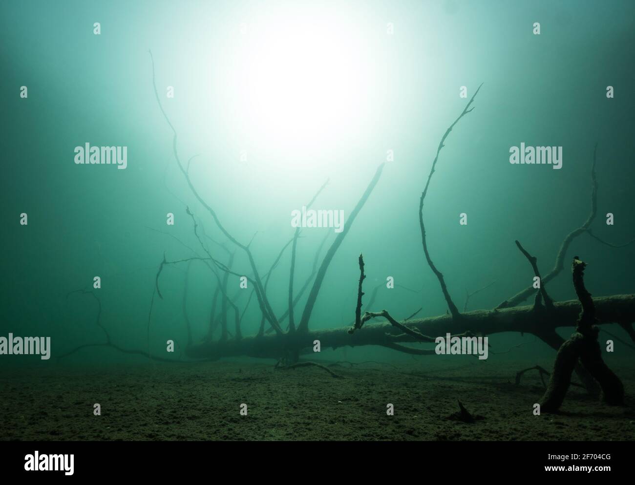 Arbre tombé sur le fond du lac Banque D'Images