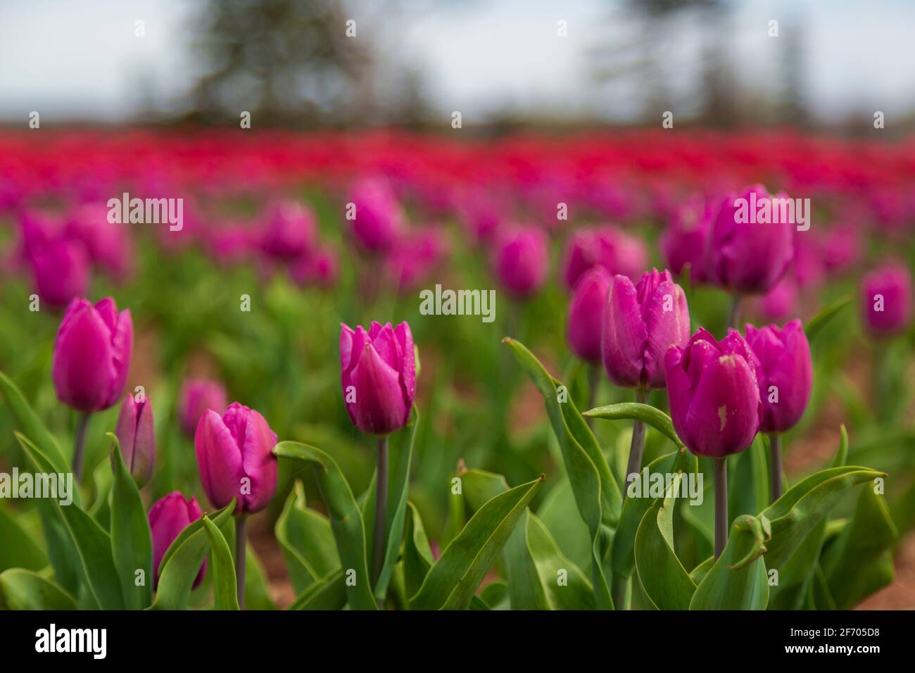 Gros plan d'une tulipe magenta vive dans un champ de tulipe. Banque D'Images