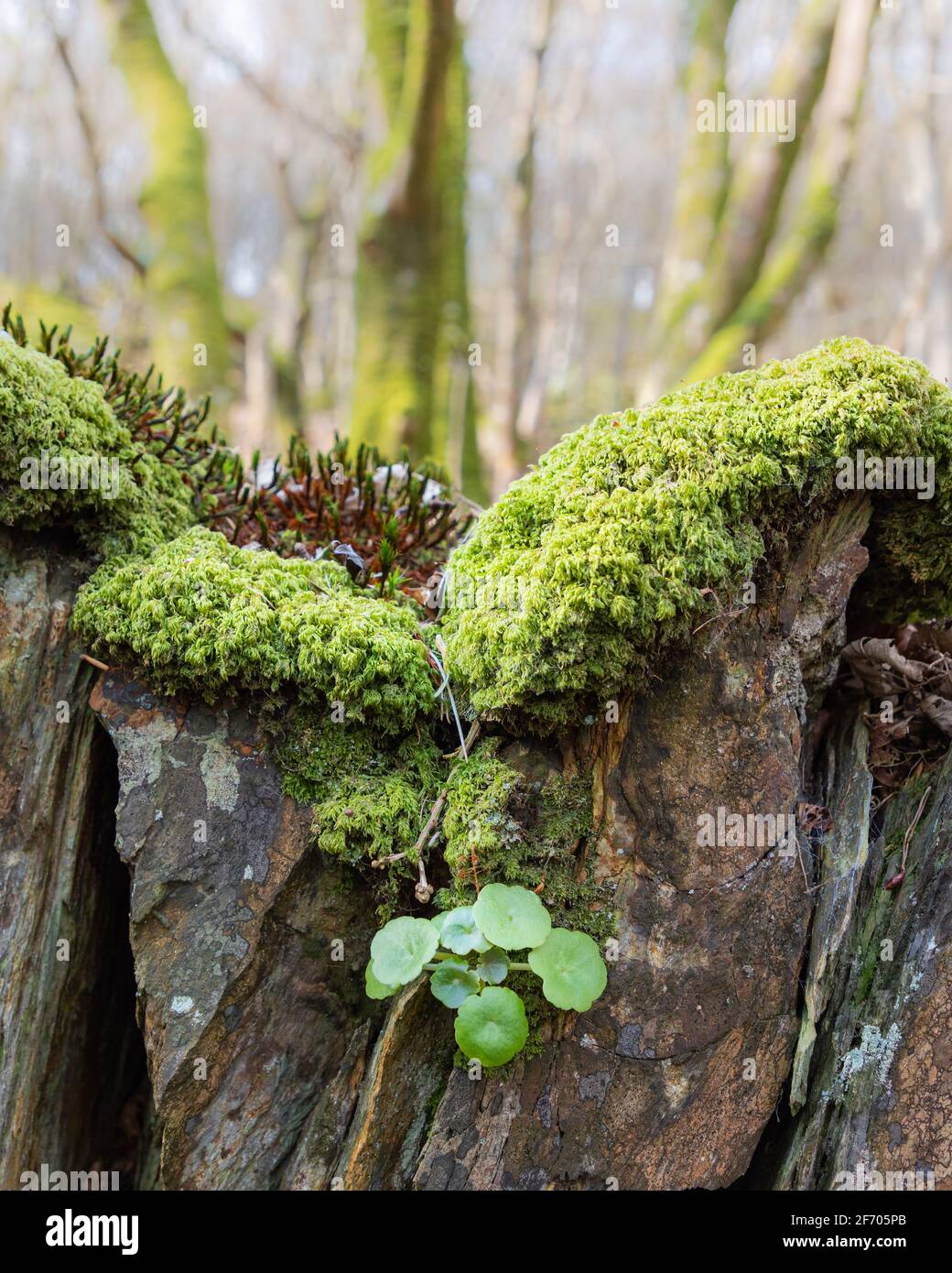 Barmouth, Gwynedd, pays de Galles, Royaume-Uni - 9 avril 2019 : une plus grande mousse de queue de souris et une plus grande pynymoise de marais poussant sur un mur de pierre dans les bois gallois. Banque D'Images