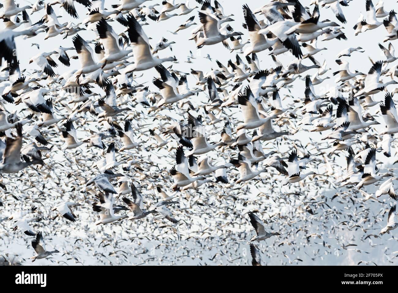 Hivernage des oies des neiges dans la vallée de Skagit, dans l'État de Washington former un blizzard de noir et blanc au décollage remplissage du châssis Banque D'Images