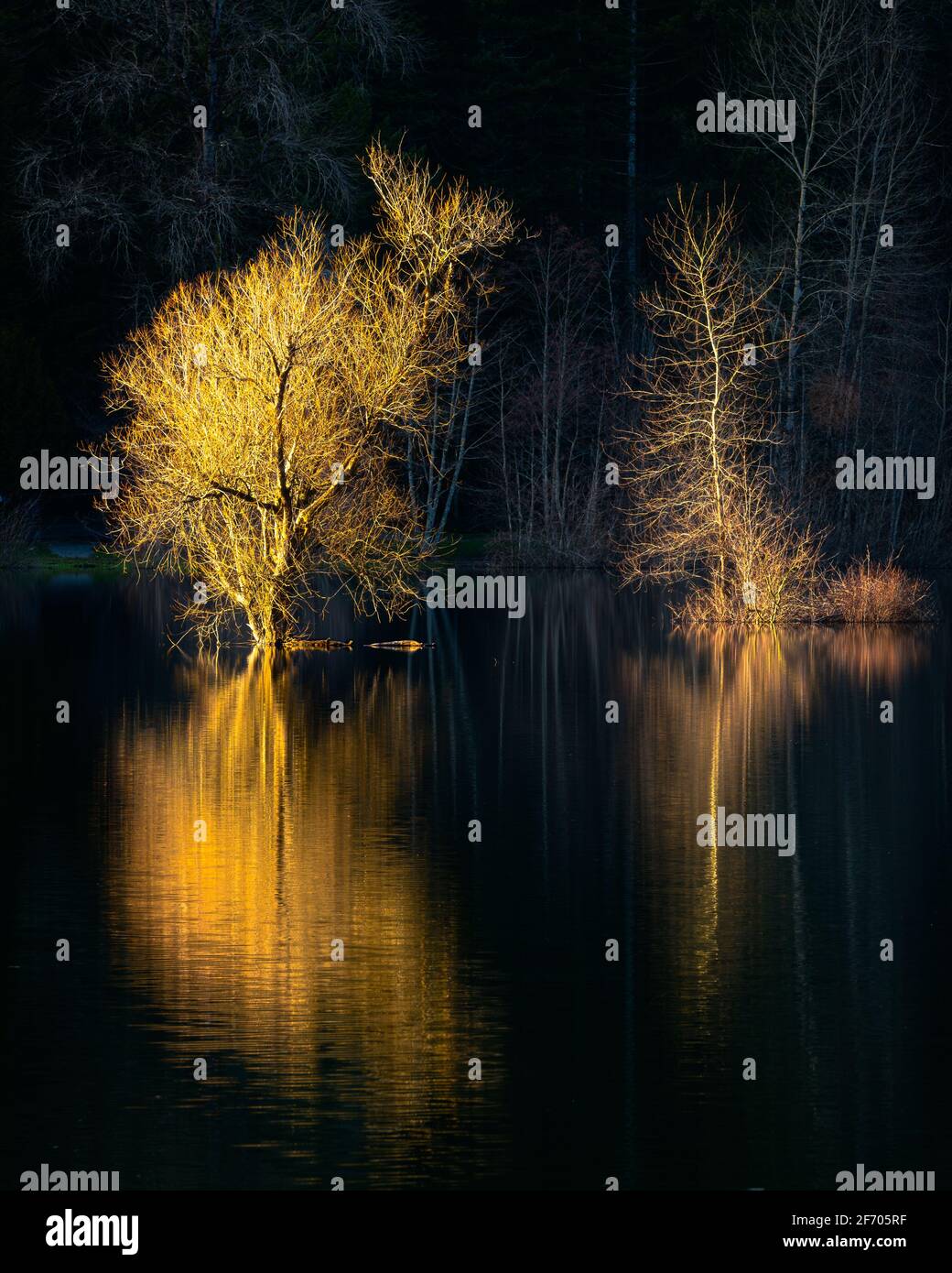 Arbres illuminés d'or par le soleil couchant qui se réfléchit Lac Rattlesnake dans l'État de Washington North Bend Banque D'Images