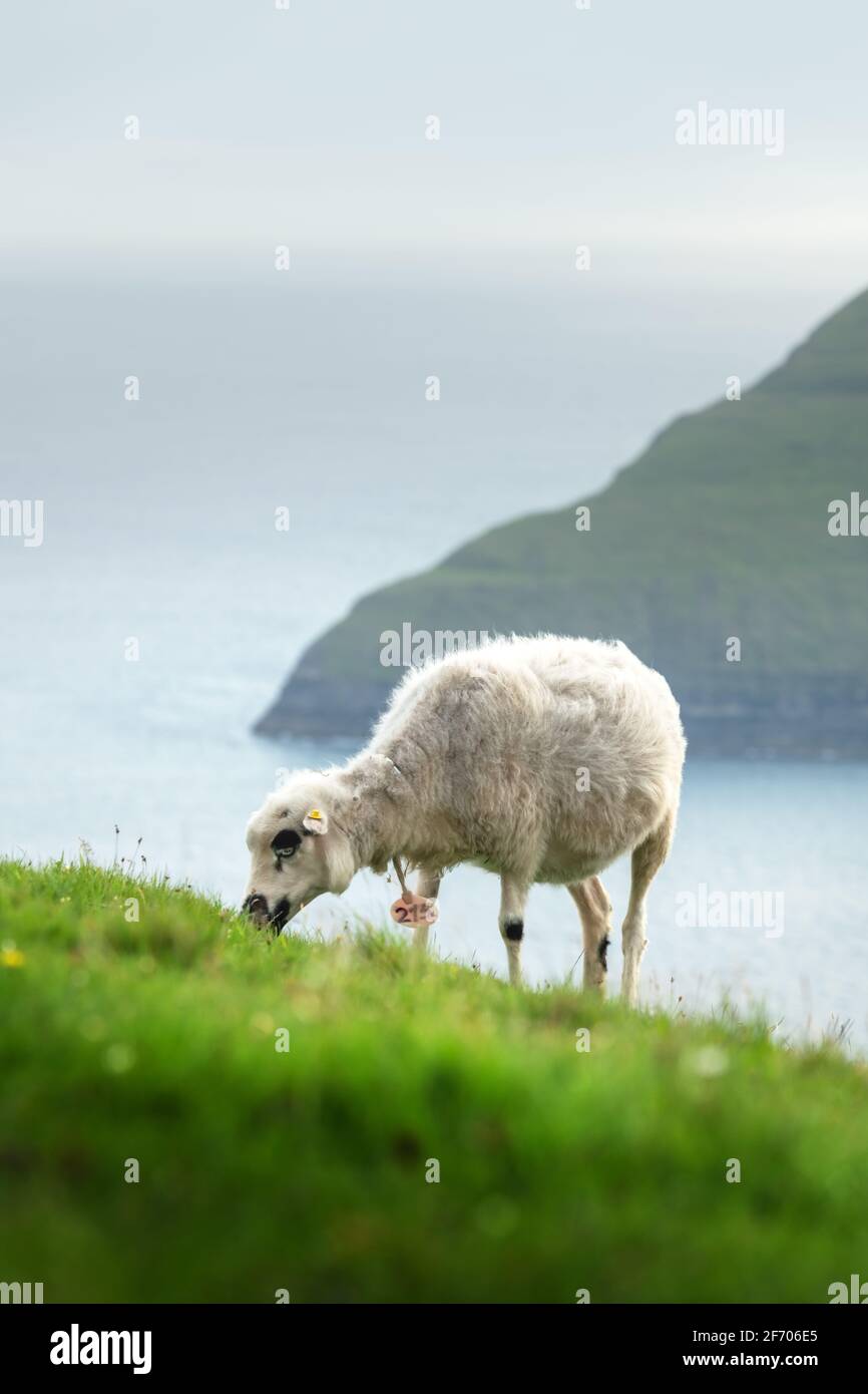 Vue du matin sur les îles Féroé d'été avec des moutons au premier plan. Île de Streymoy, Danemark. Photographie de paysage Banque D'Images