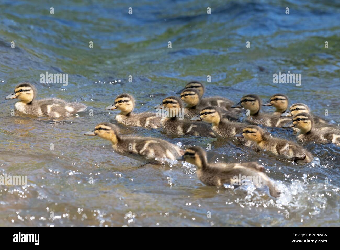 Grande famille de canetons de Mallard nageant dans la rivière Banque D'Images