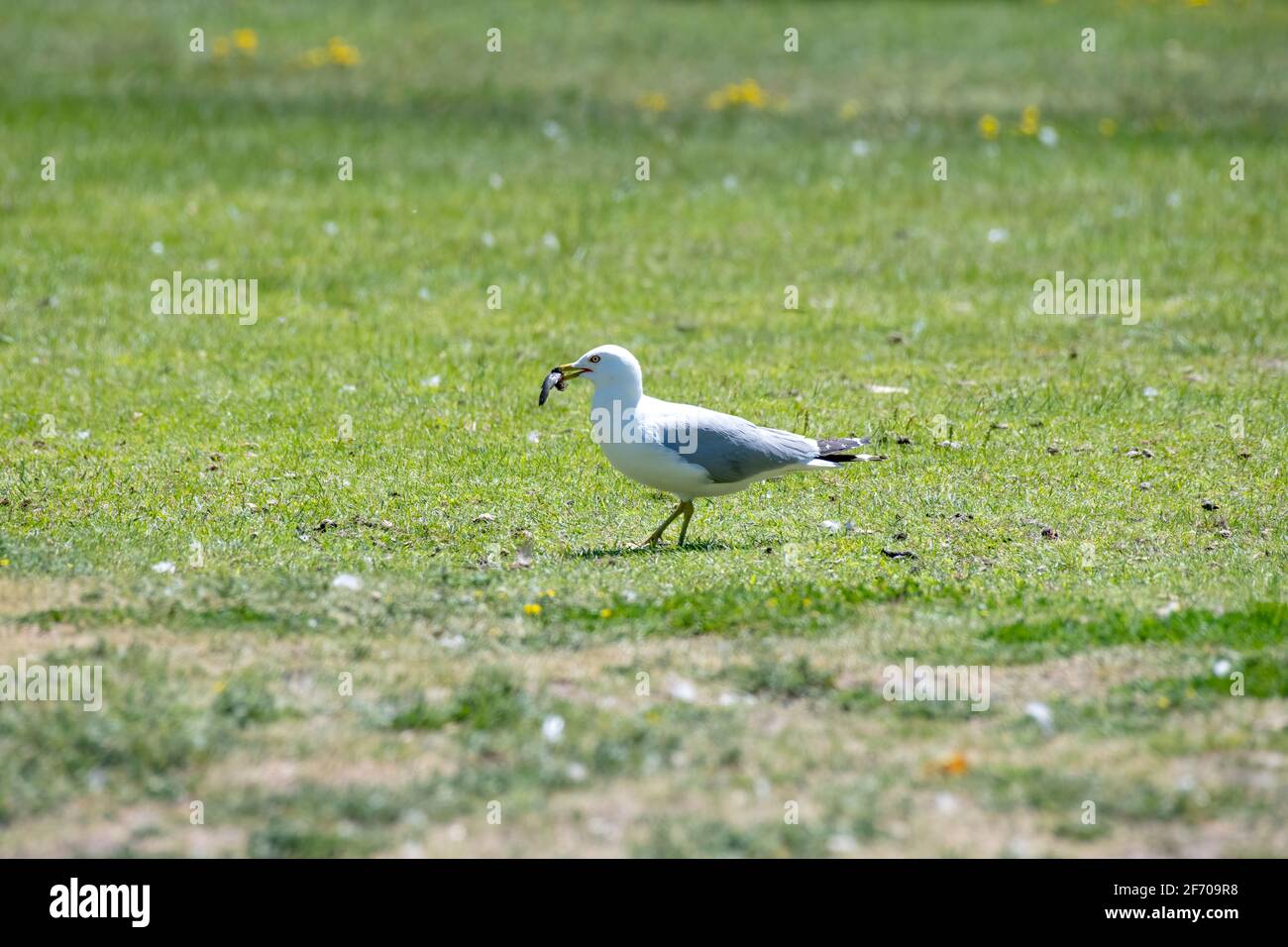 Mouette à bec cerclé debout dans l'herbe avec un poisson-chat fraîchement pêché Dans son projet de loi au Canada Banque D'Images