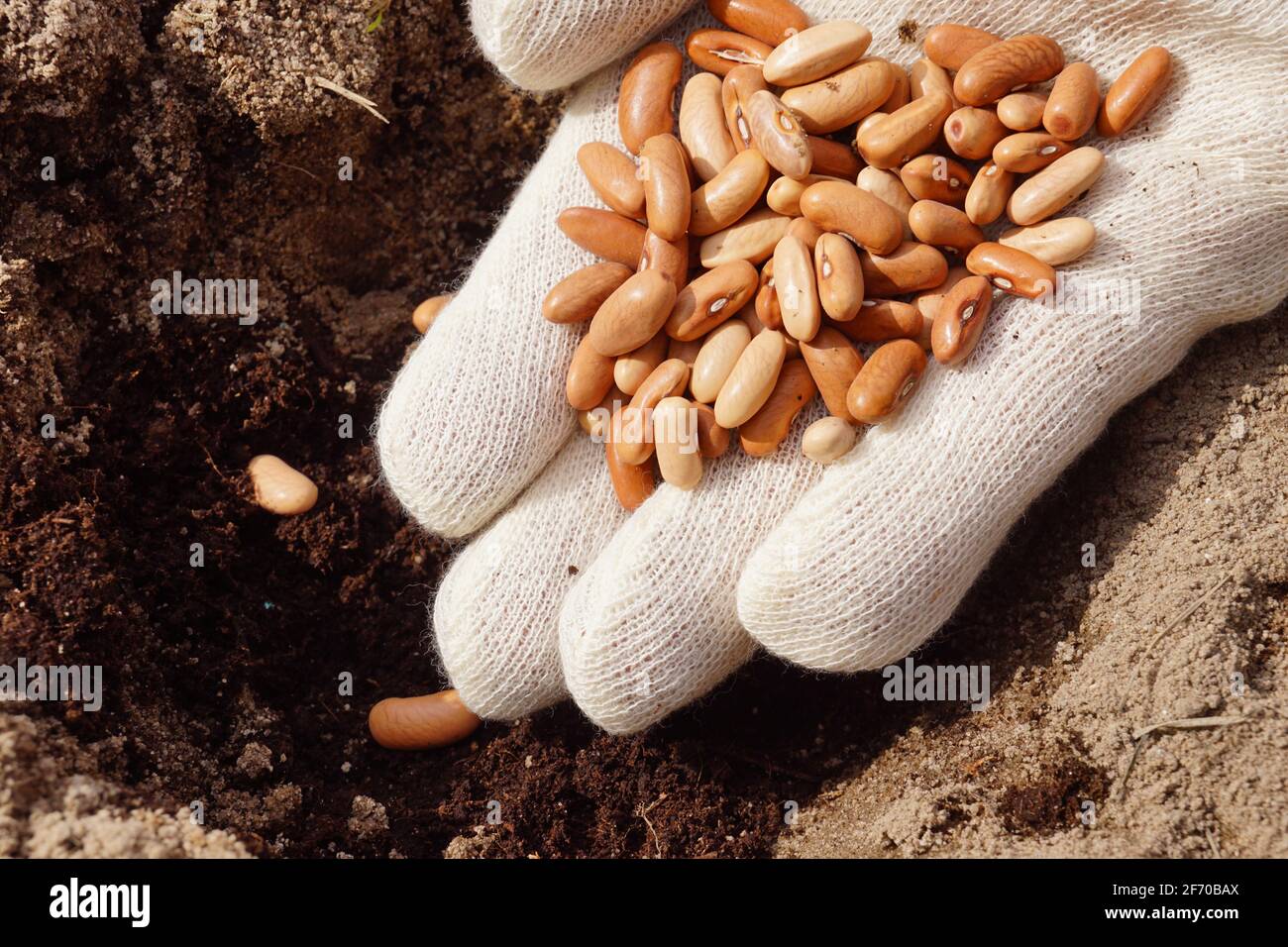 Travaux de jardin de printemps. Une main gantée remplie de haricots. Banque D'Images