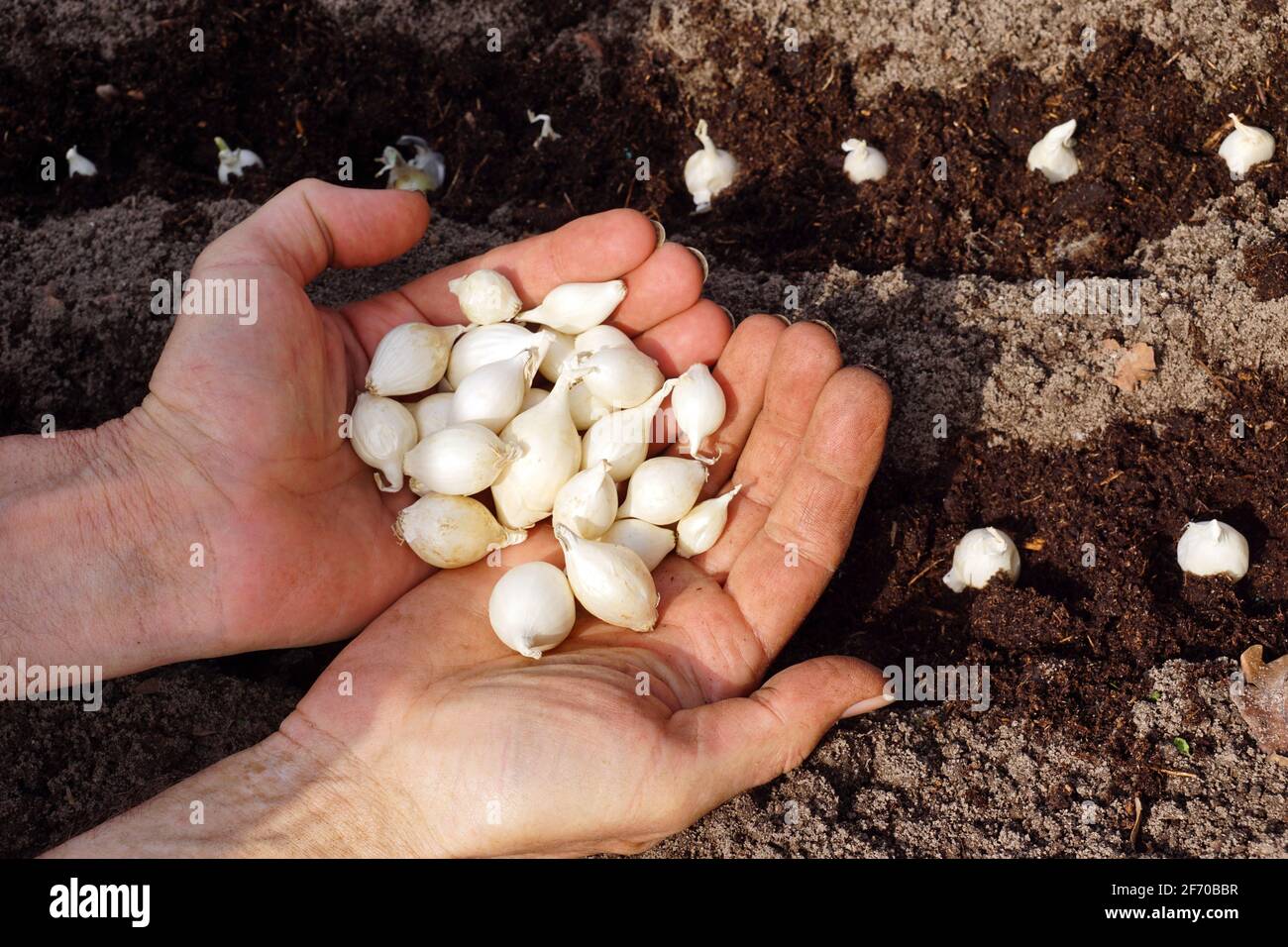 Le jardinier montre les jeunes bulbes avant de les planter dans le sol. Ciboules. Banque D'Images