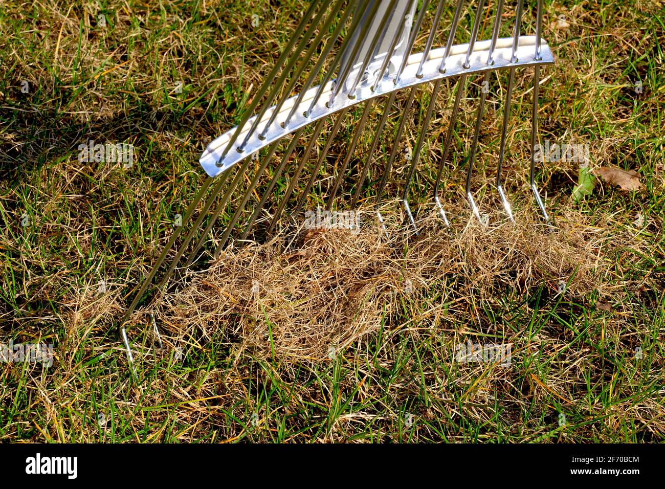 Râteler les lames mortes d'herbe avec un râteau spécial. Entretien des pelouses printanières. Banque D'Images