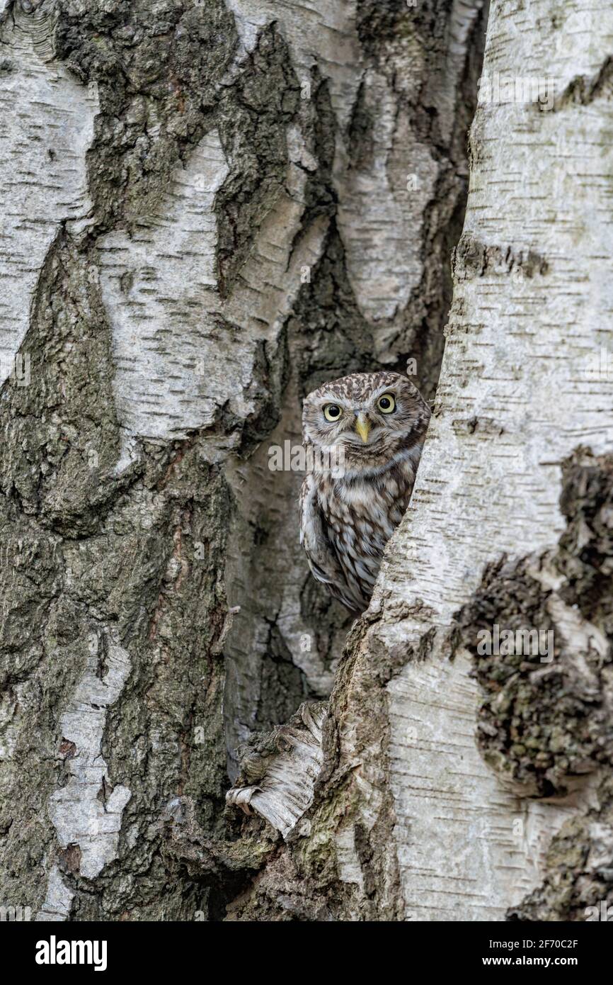 Petit hibou (Athene noctua) petit oiseau de proie diurne aux yeux jaunes. Camouflage dans un arbre. European Owl photographié dans le Yorkshire, au Royaume-Uni Banque D'Images