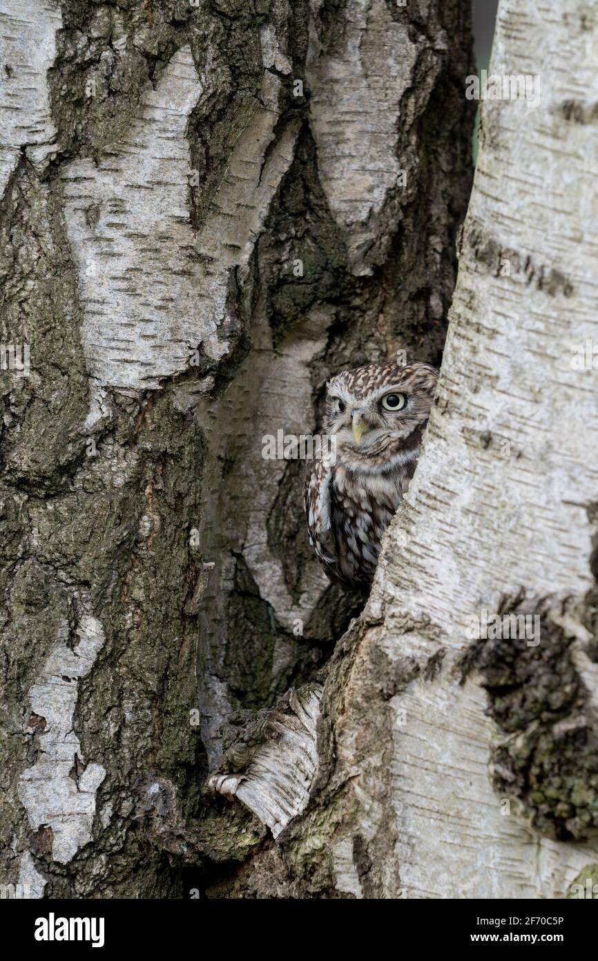 Petit hibou (Athene noctua) petit oiseau de proie diurne aux yeux jaunes. Camouflage dans un arbre. European Owl photographié dans le Yorkshire, au Royaume-Uni Banque D'Images