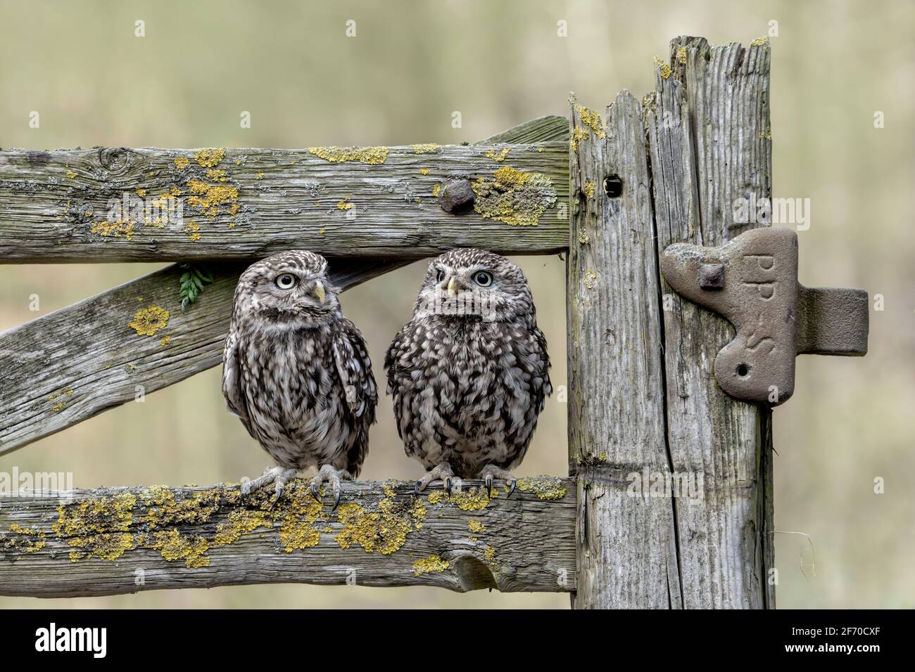 Petite paire d'adultes (Athene noctua) petit oiseau diurne de paire de proies photographié sur une ancienne porte en bois du Yorkshire, Royaume-Uni Banque D'Images