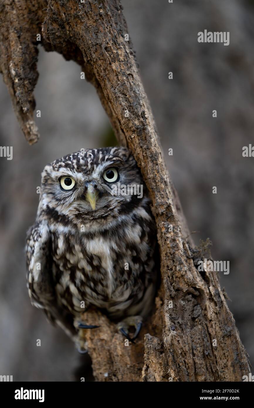 Petite chouette (Athene noctua) petit oiseau de proie diurne aux yeux jaunes. European Owl photographié dans le Yorkshire, au Royaume-Uni Banque D'Images