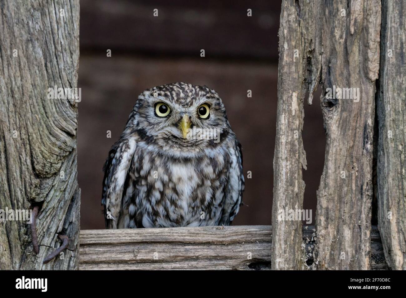 Petite chouette (Athene noctua) petit oiseau de proie diurne aux yeux jaunes. European Owl photographié dans le Yorkshire, au Royaume-Uni Banque D'Images