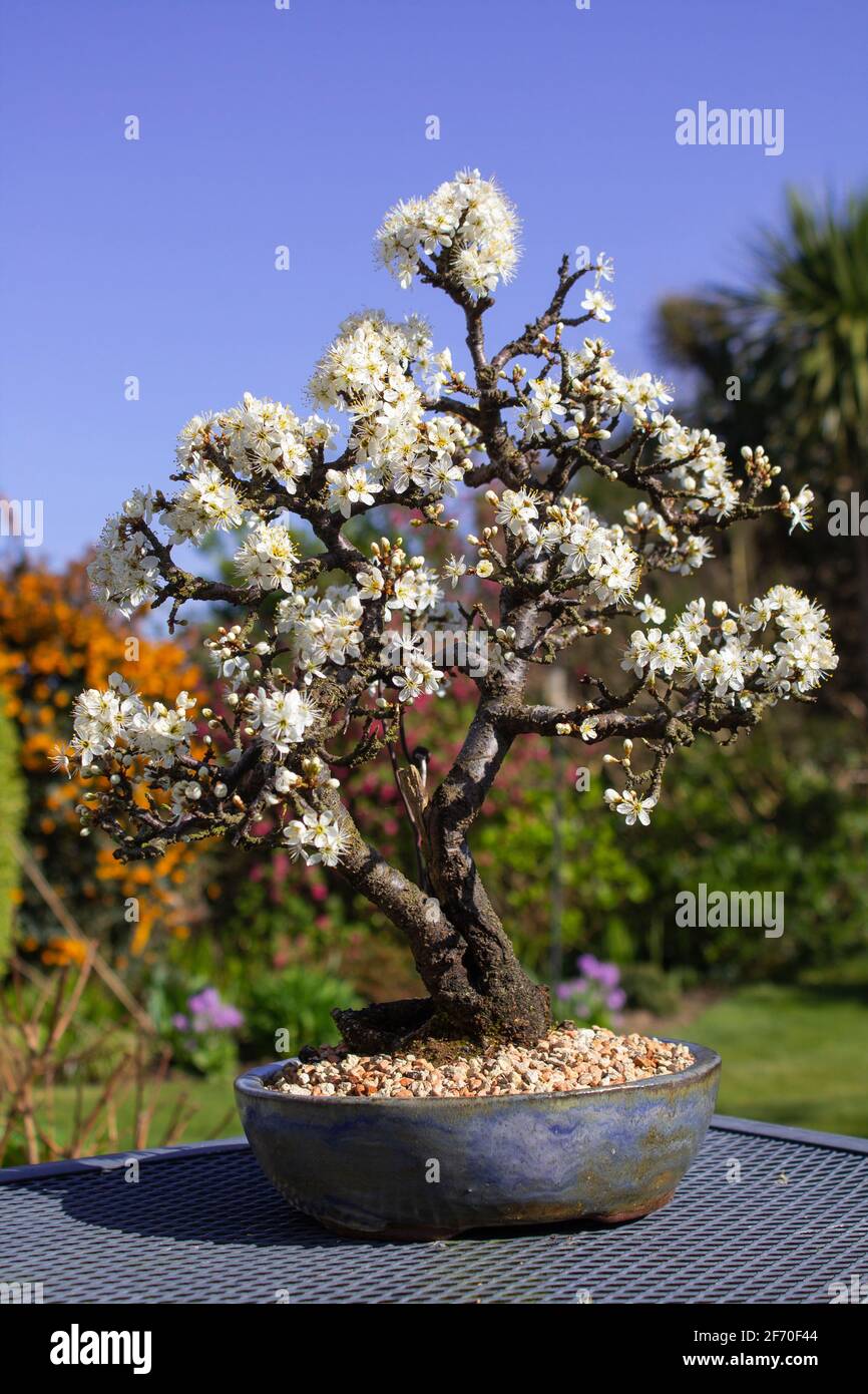 3 avril 2021 détail d'un beau bonsaï noirchorn cultivé Plus de 25 ans par un passionné bonsaï en Irlande du Nord iand ne manque jamais à livrer b Banque D'Images