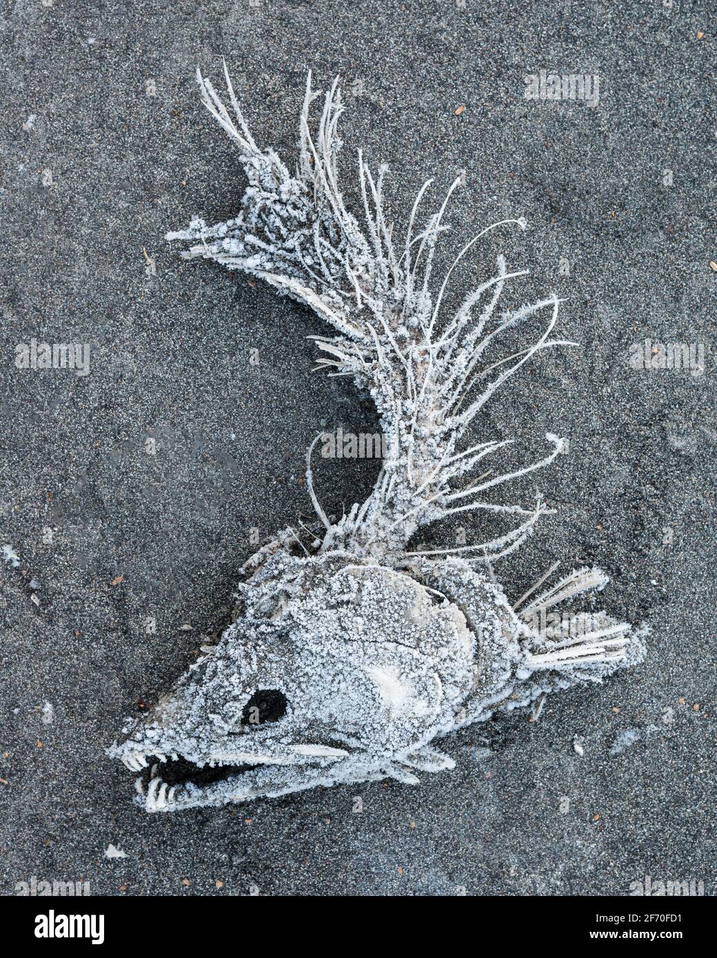 OS congelés d'un saumon kéta sur la plage de sable De la rivière Nooksack dans le comté de Whatcom après avoir été ramassée propre par des aigles à tête blanche et des mouettes Banque D'Images