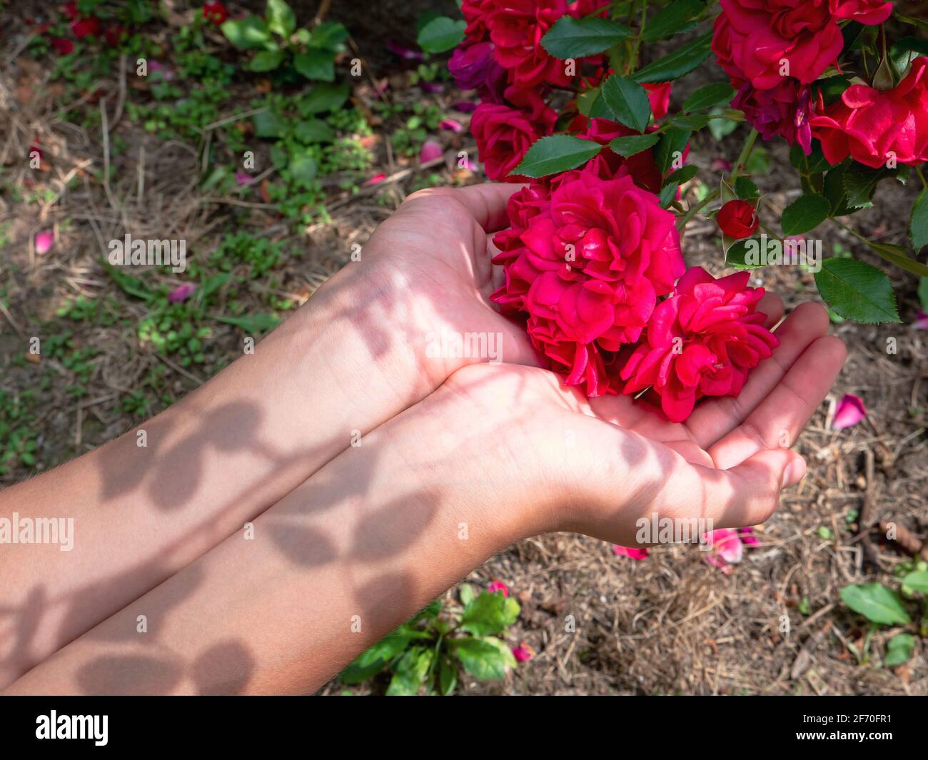 Concept de tatouage. Motif floral naturel sur les mains des femmes. Lumière et ombre à travers le rosier avec de belles fleurs rouges. Banque D'Images