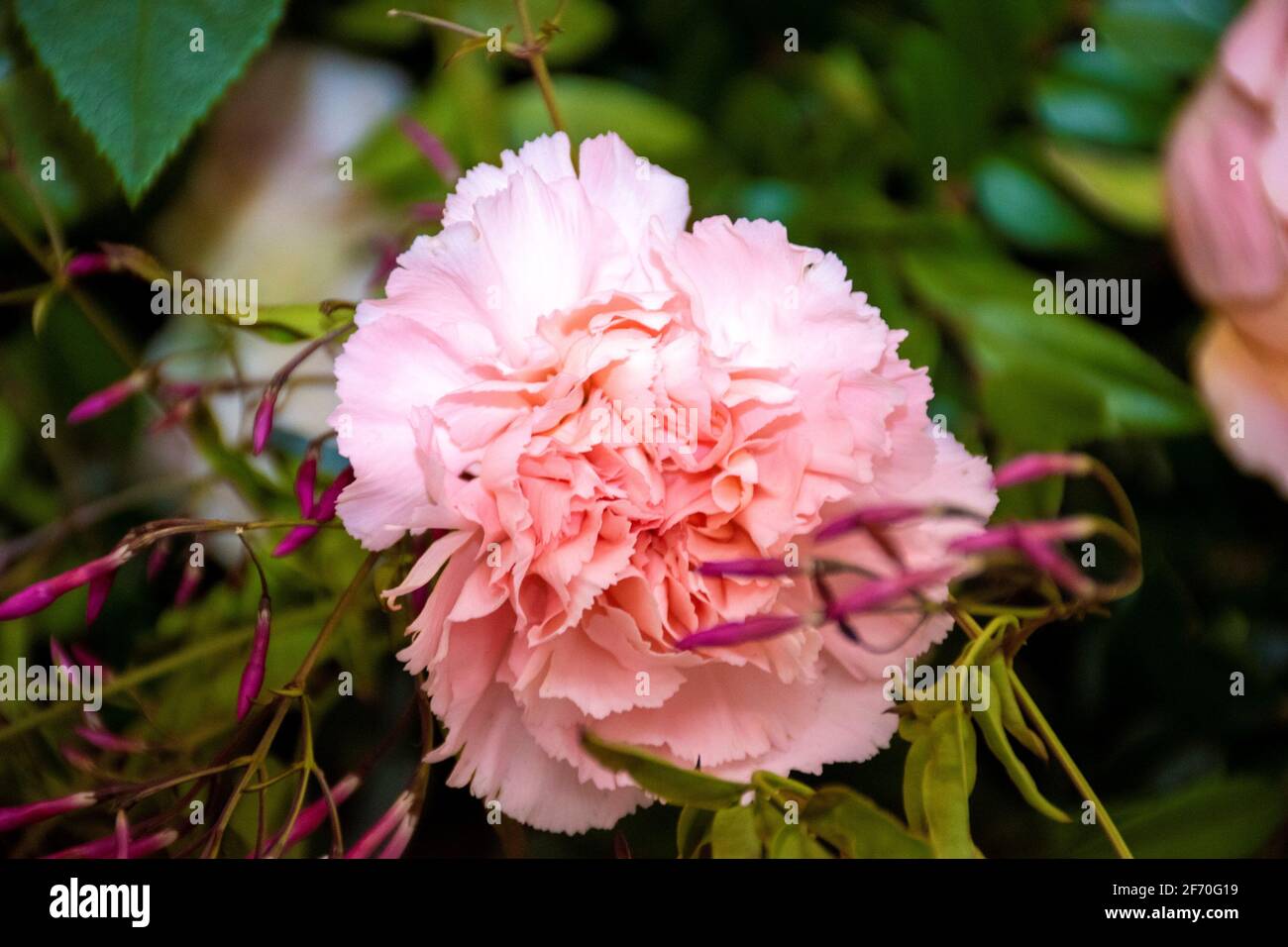 délicate carnation rose pastel avec fond de feuilles vertes Banque D'Images