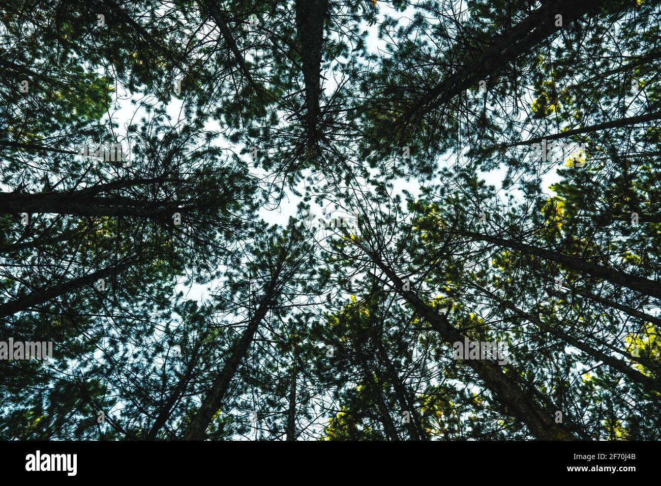 Vue du bas de grands arbres dans une forêt près de Kozani, Grèce Banque D'Images