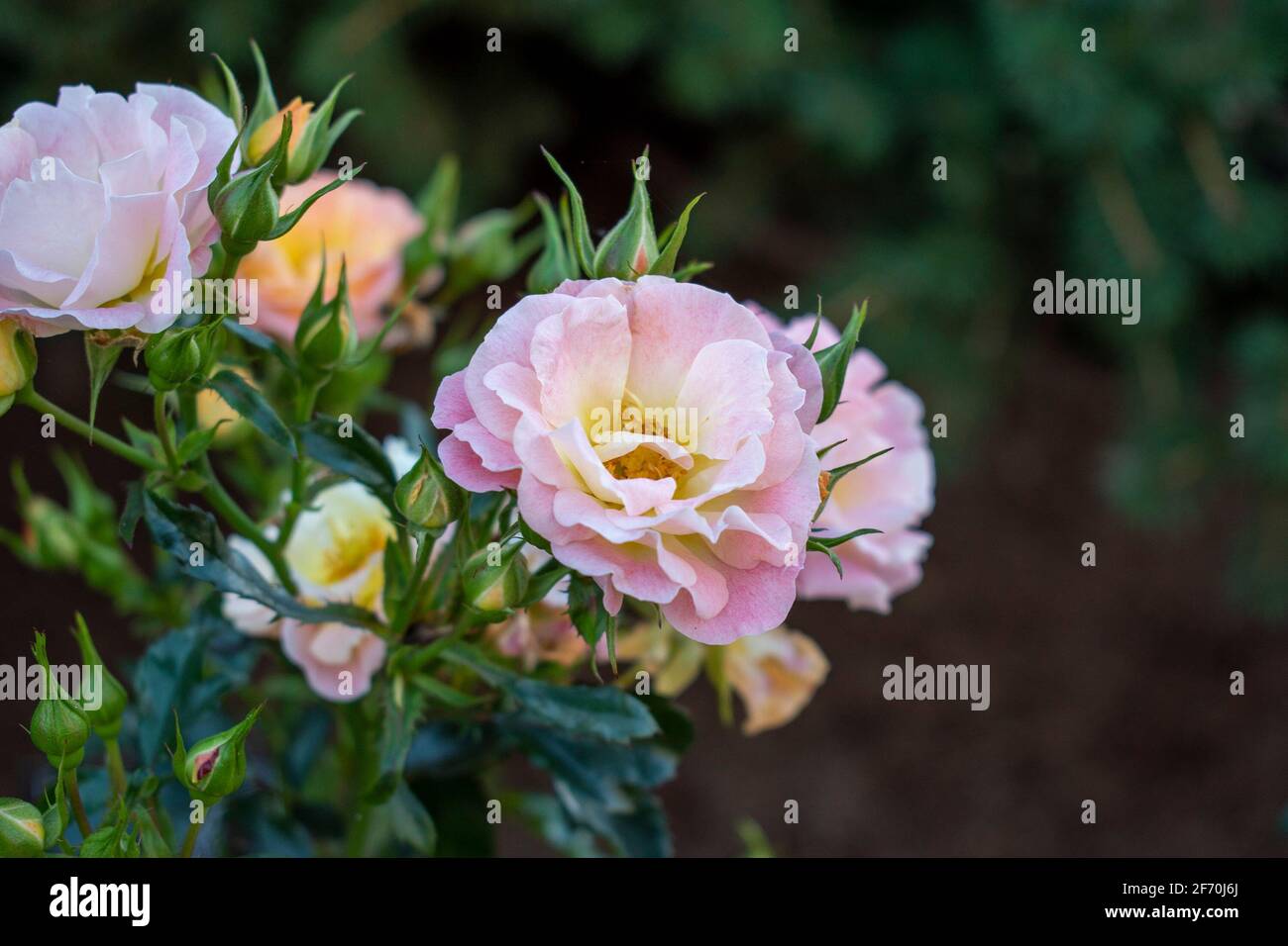 beau bouquet de roses de jardin avec beau mélange de couleurs Banque D'Images