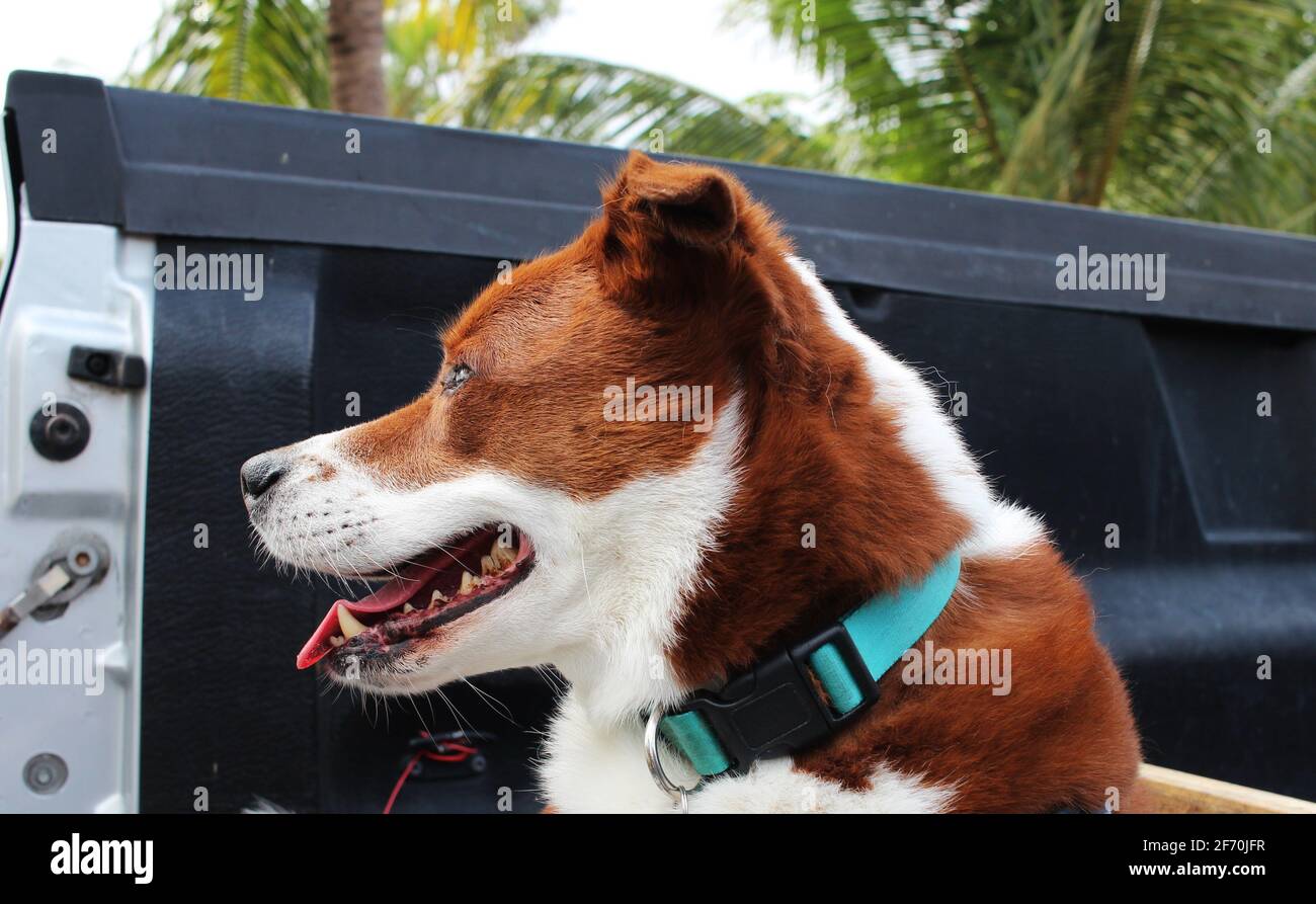 Terrier Border collie mix - gros plan Banque D'Images