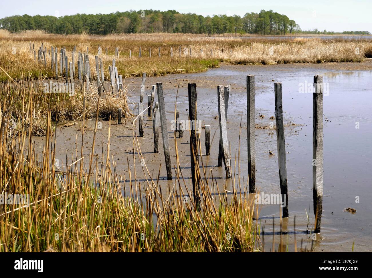 Réserve naturelle nationale de Blackwater au début du printemps, depuis une route touristique. Dorchester County, Maryland, États-Unis. Banque D'Images