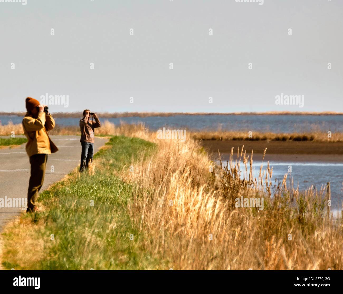 Les observateurs d'oiseaux balayant les marais de la réserve naturelle nationale de Blackwater, comté de Dorchester, Maryland. Banque D'Images