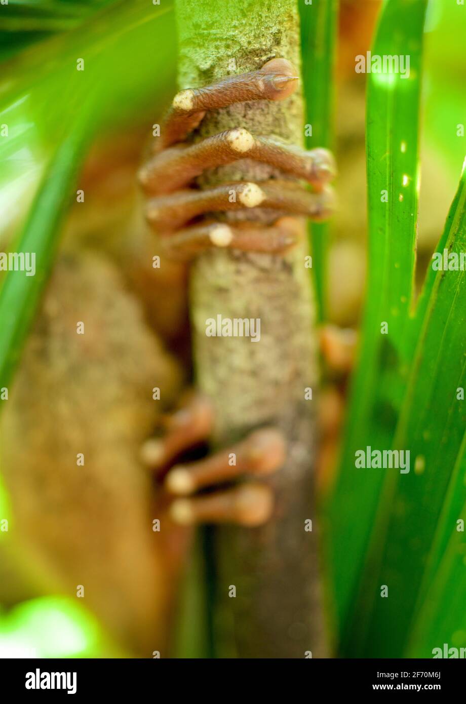 Détail des doigts plus tarsier dans le sanctuaire de Loboc, Philippines. Bohol Island Central Visayas Banque D'Images