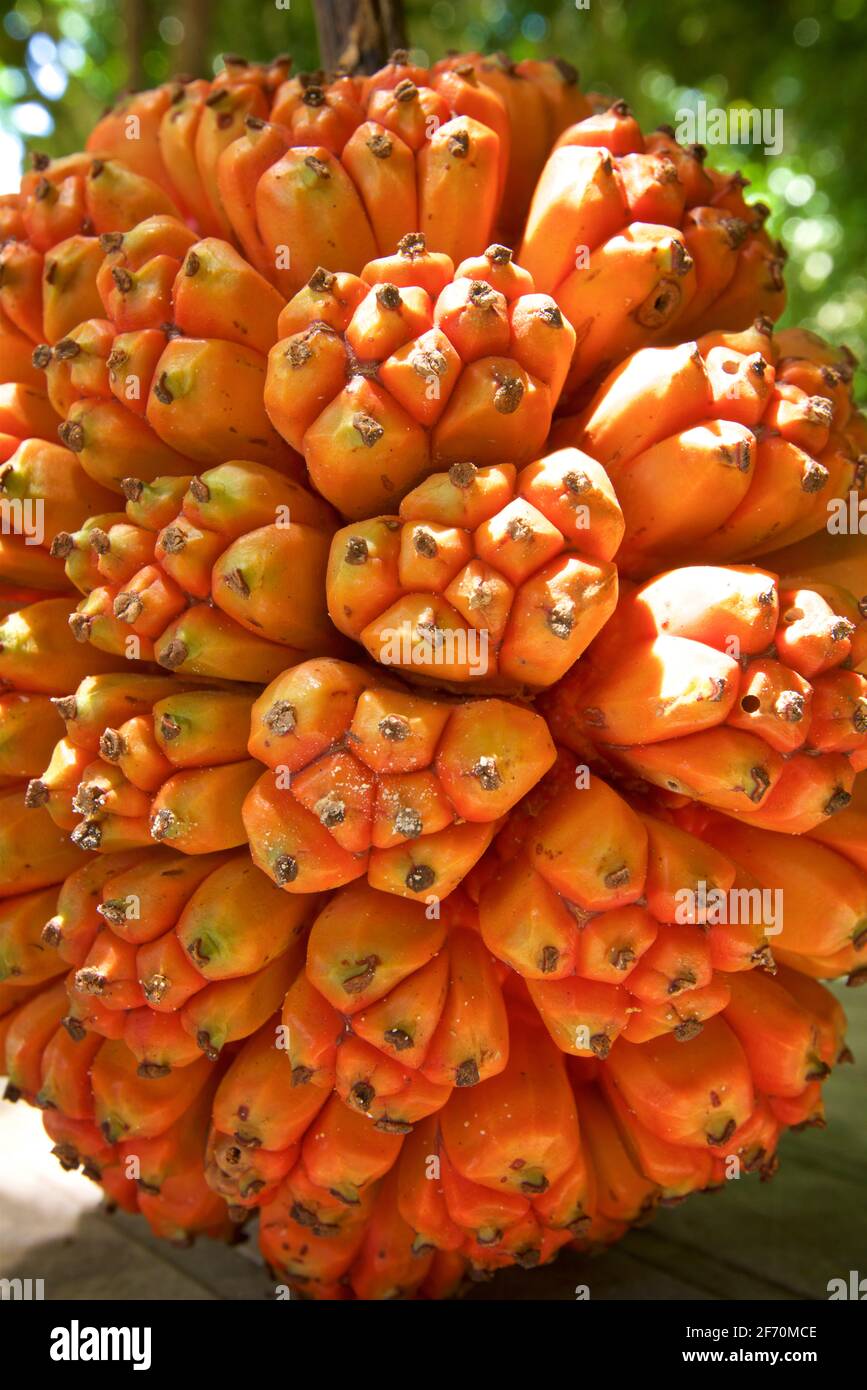 Fruits de Pandan. Vis. Arbres et arbustes semblables à des palmiers, dioïques, indigènes des tropiques et des sous-tropiques de l'ancien monde. Le pandanus est un genre de monocots avec quelque 750 espèces acceptées Banque D'Images