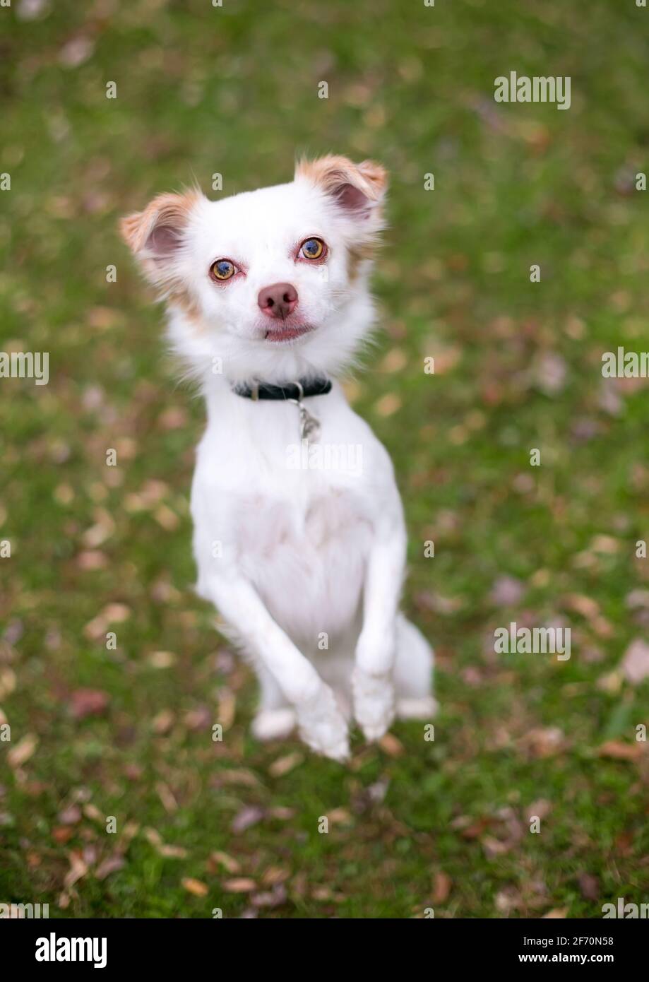 Chien mixte Chihuahua debout sur son arrière jambes et mendicité Banque D'Images