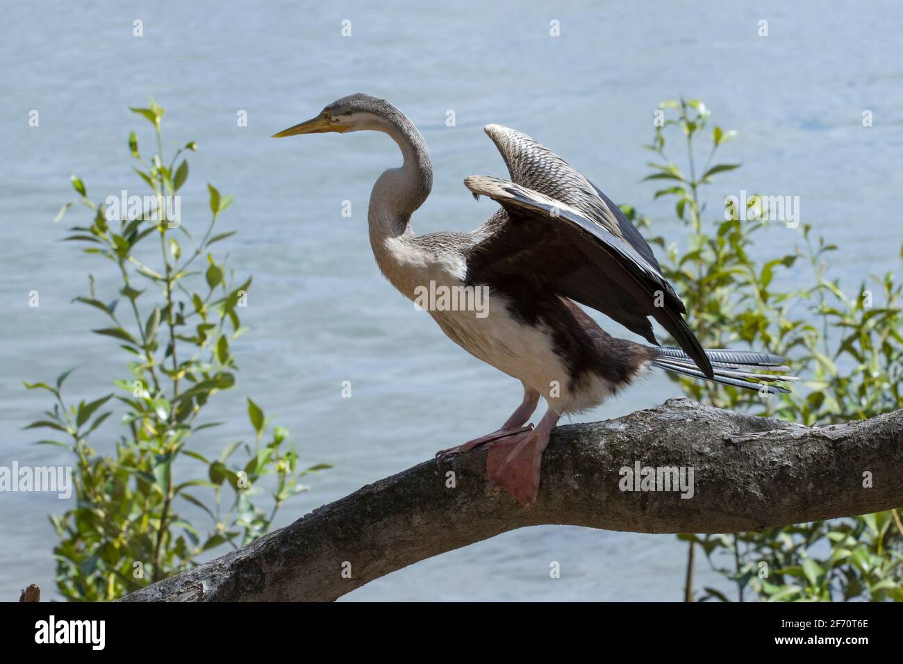 Le Darter Australasien sur le côté de la rivière s'assèchant ses ailes Banque D'Images