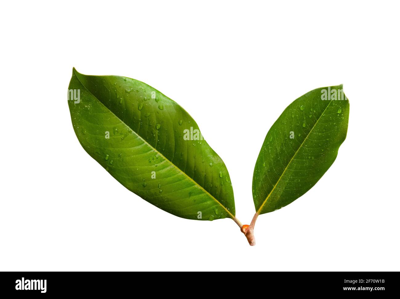feuilles de magnolia isolées sur fond blanc Banque D'Images