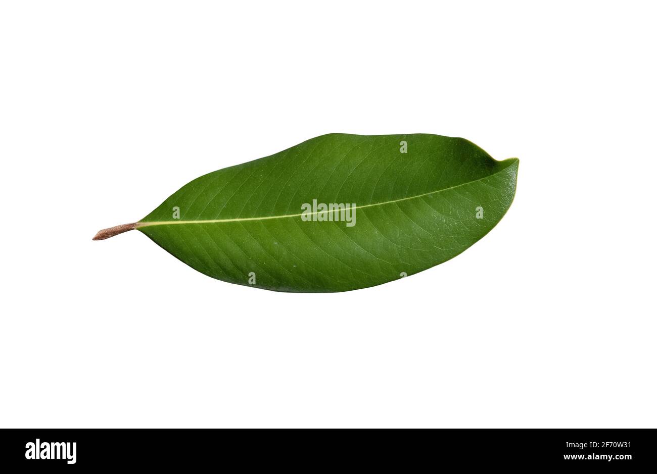 découpe de la feuille de l'arbre magnolia isolée sur fond blanc Banque D'Images