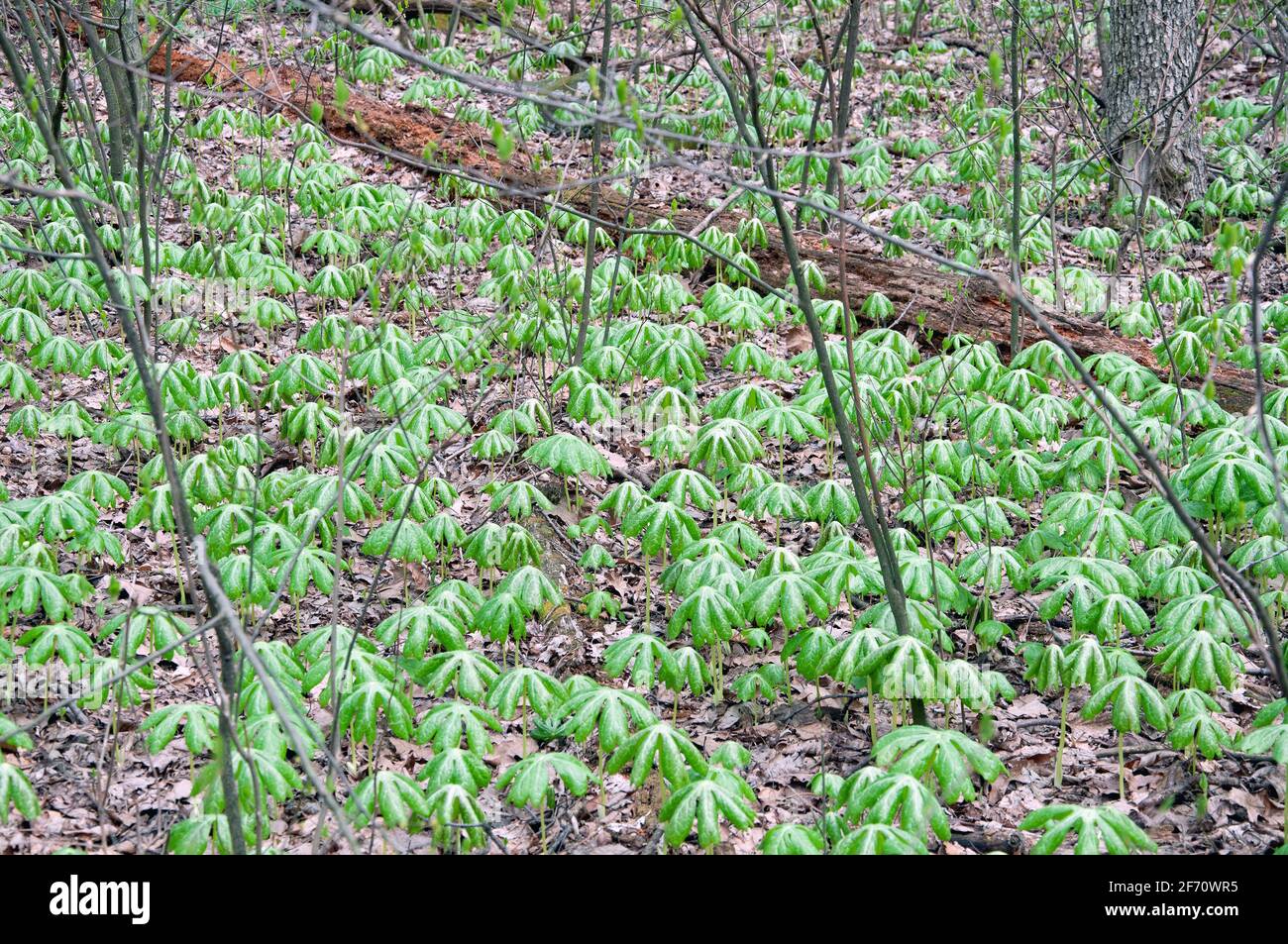 Les plantes de MayApple poussent le long de la route des Appalaches en Virginie Banque D'Images