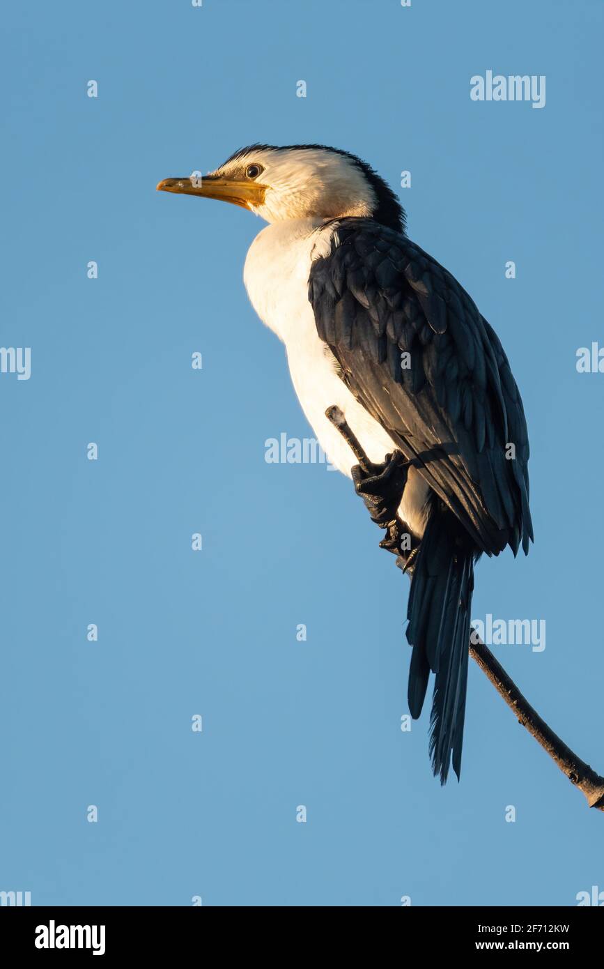 Aigrette garzette Banque D'Images