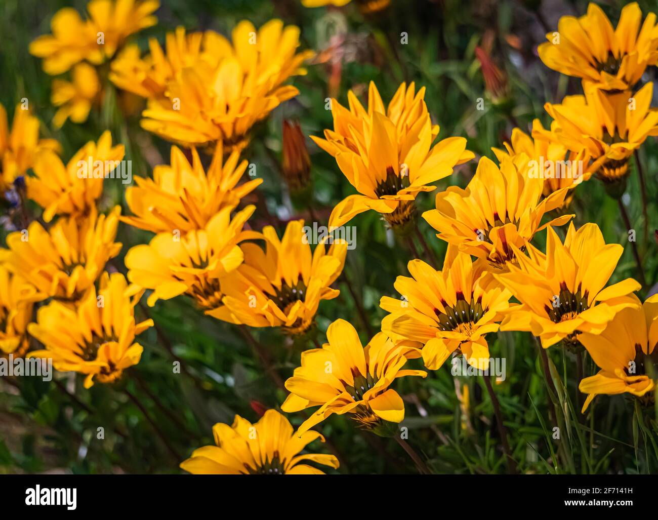 Vue rapprochée des fleurs sauvages jaune doré de gazania ou des fleurs de trésors qui fleurissent dans un pré près de San Francisco, Californie, États-Unis Banque D'Images