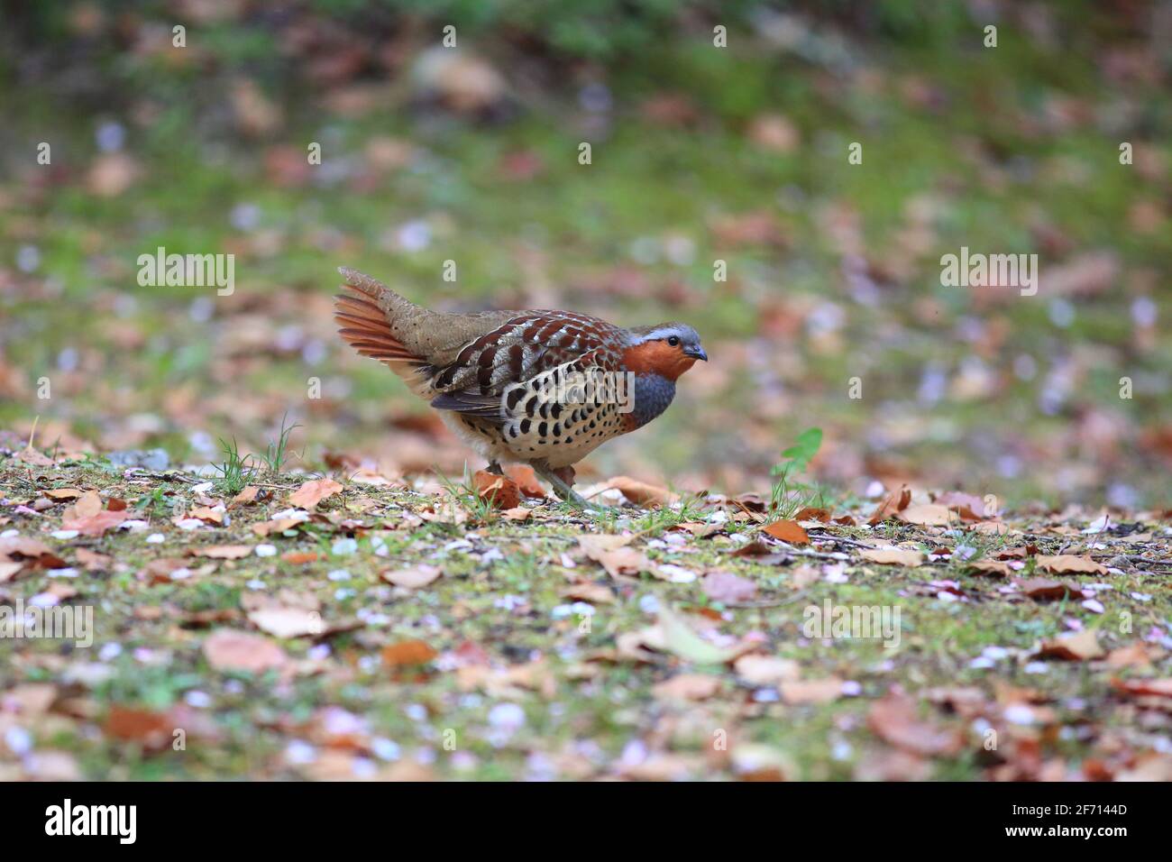 Le perdrix de bambou chinois (Bambusicola thoracicus thoracicus) mâle au Japon Banque D'Images